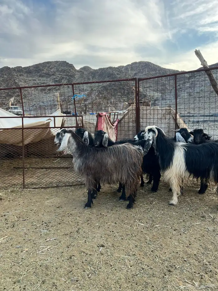 غنم وجفار مراح مضاريع ودفيع 10