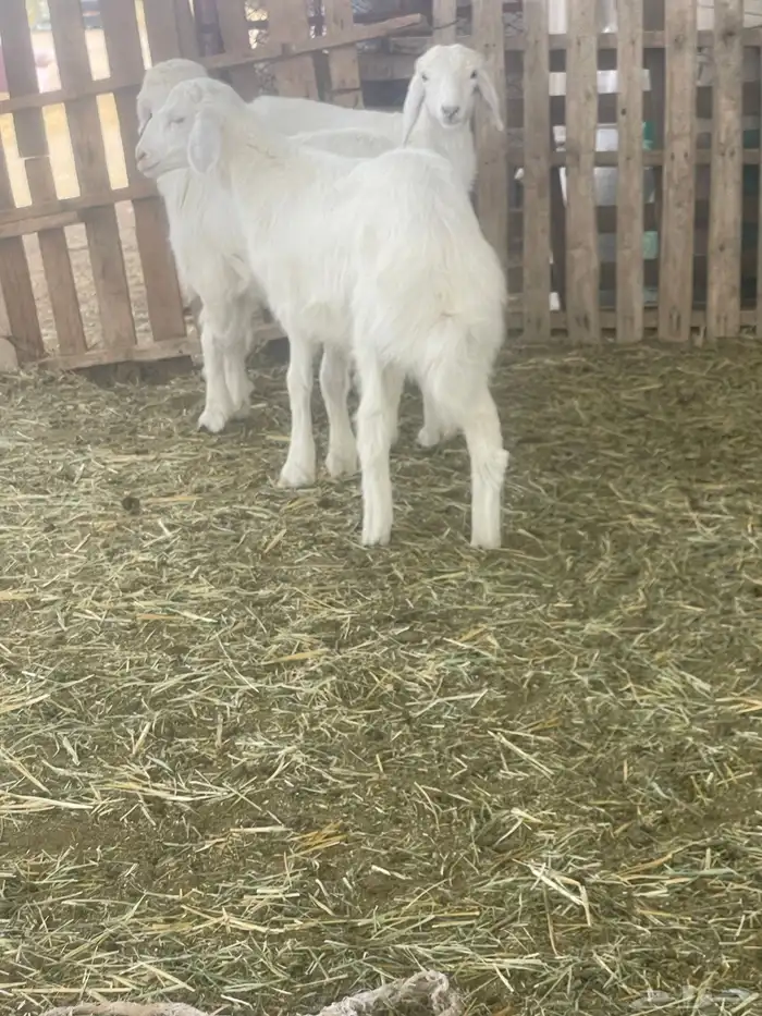 بهم حري بهم دواغير 24