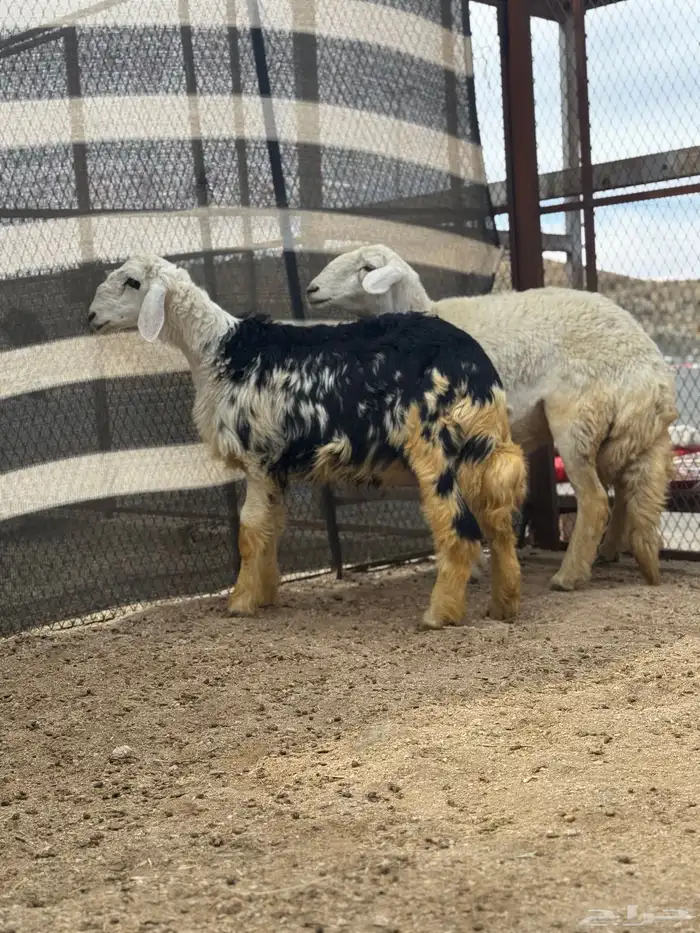 شاه رباع فل طلي نجدي جذع 0