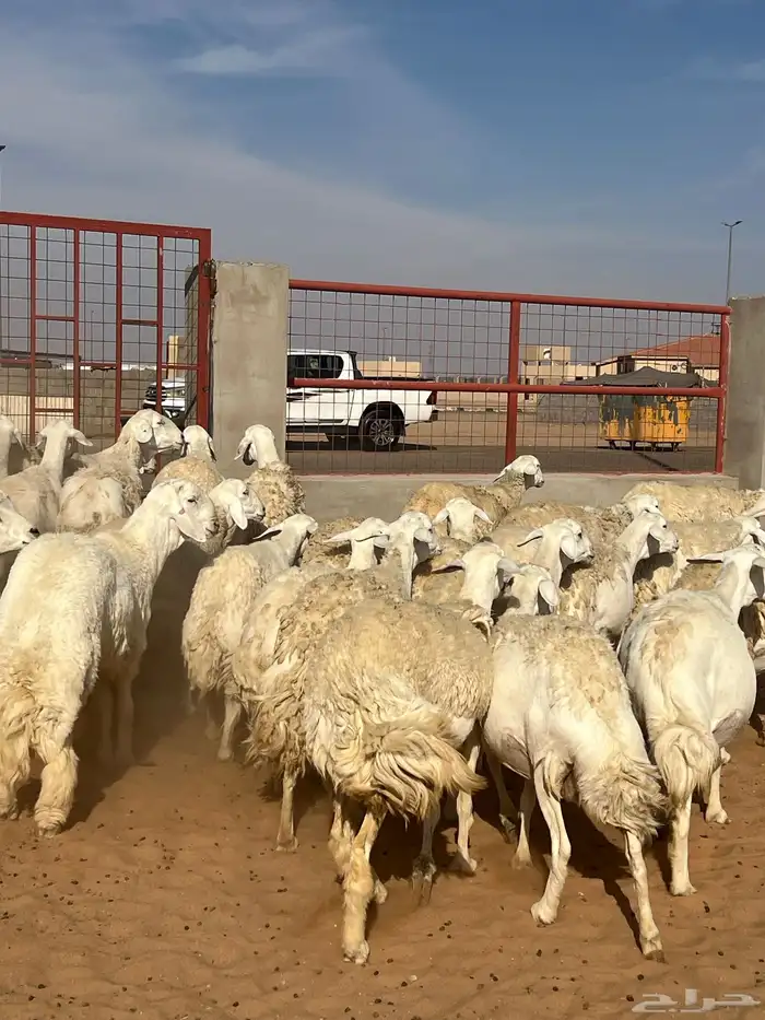 حريات صنف الصنف مراح متعوب عليه 43