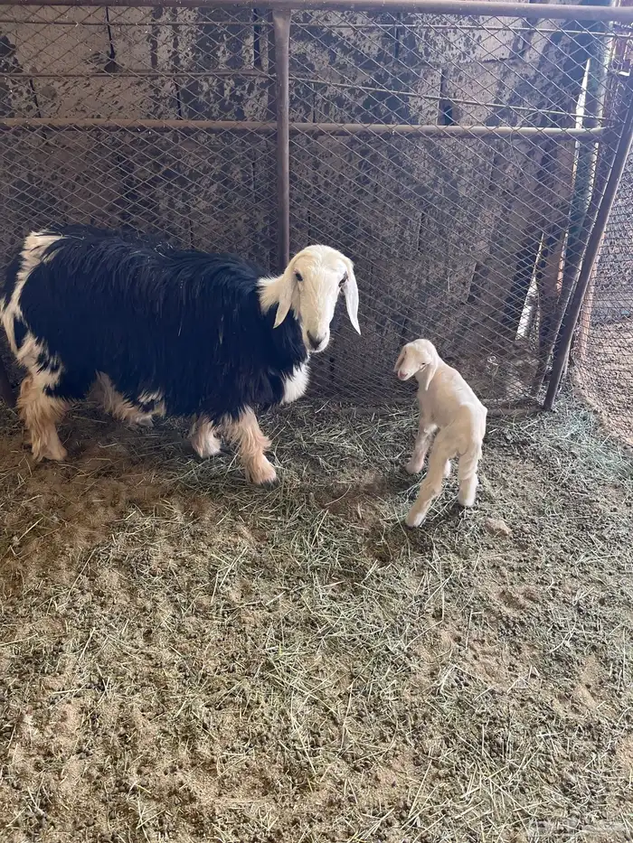 نجدية جذعه تحتها خروف مهجن حري ورايم وديد سليم ومشروطه 4