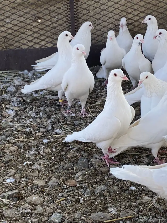 حمام فرنسي سوبر جانبو ملكي فاخر 15