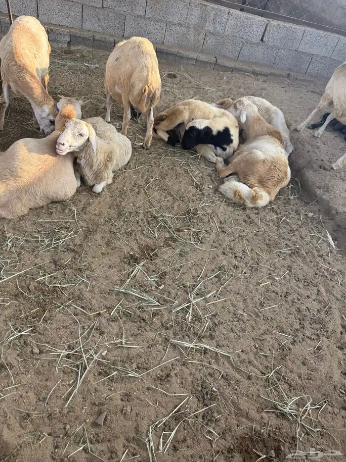 خرفان البيع في العيدابي بلدي 3