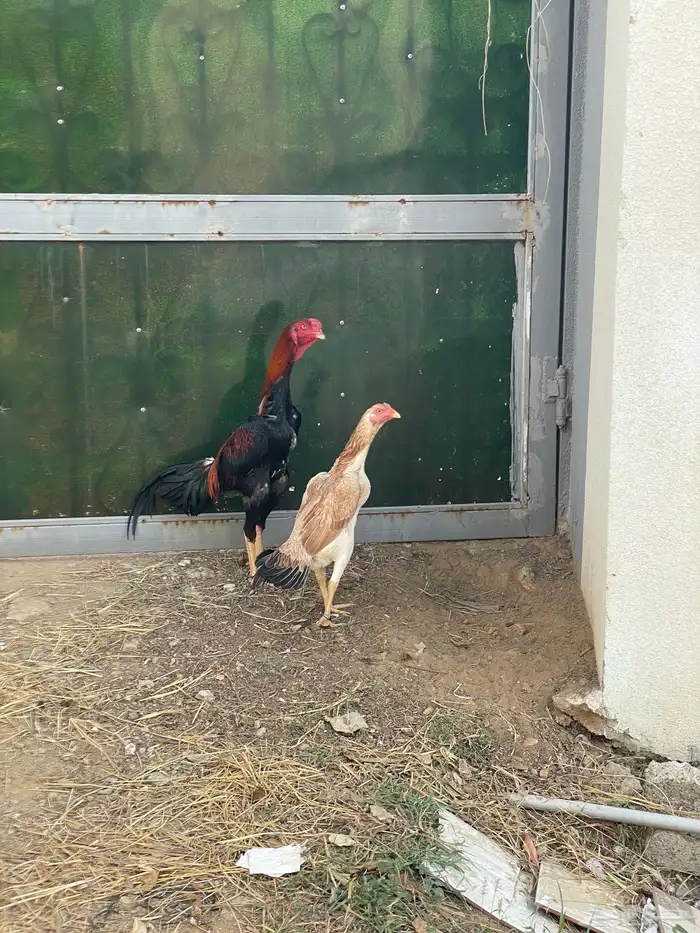 زوج ديك ودجاجة شامو الماني 1