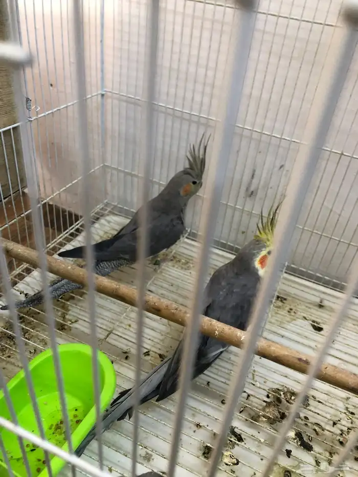 دجاج بلش الون اسود 0