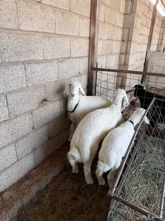 ذبايح حريات طيبات 6