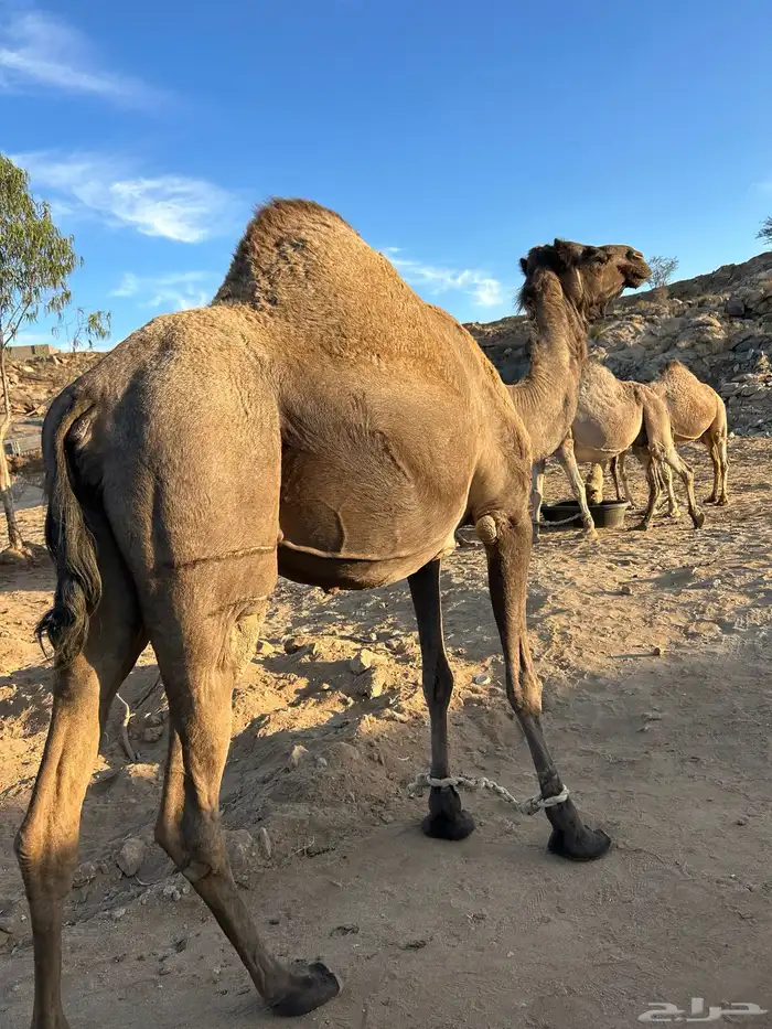 للبيع 10 من الابل 5