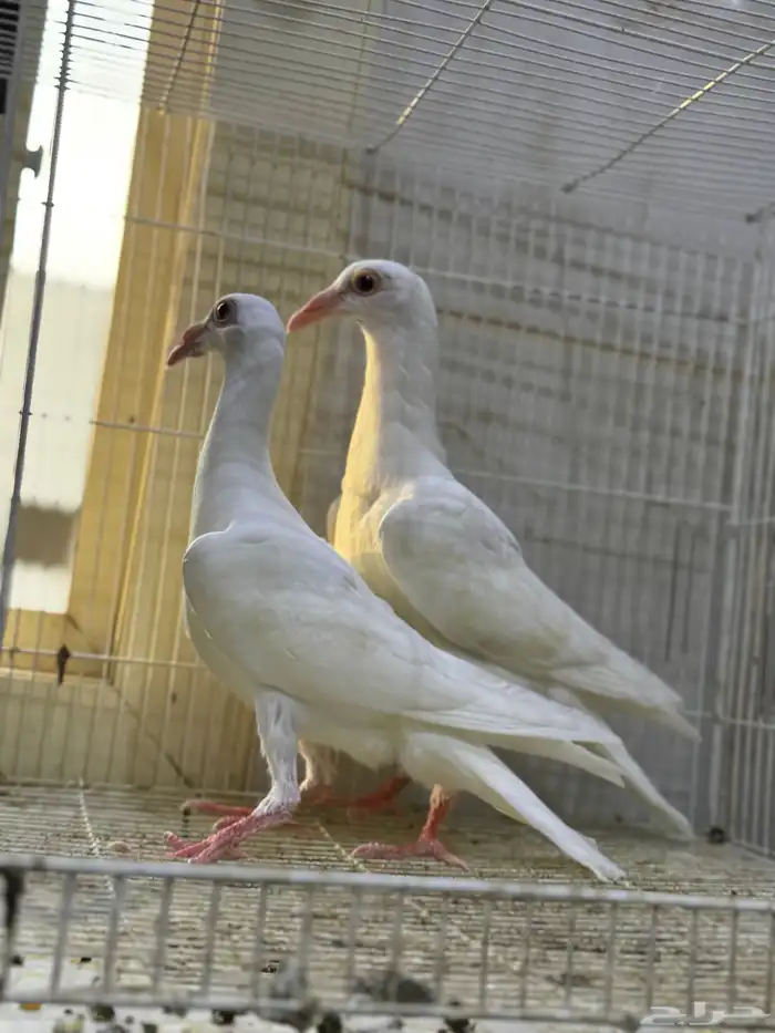 طبات كارير ابيض 10