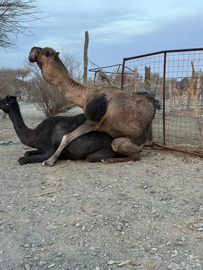 للبيع بعير حمر جرم كايف ضراب وعشار 26