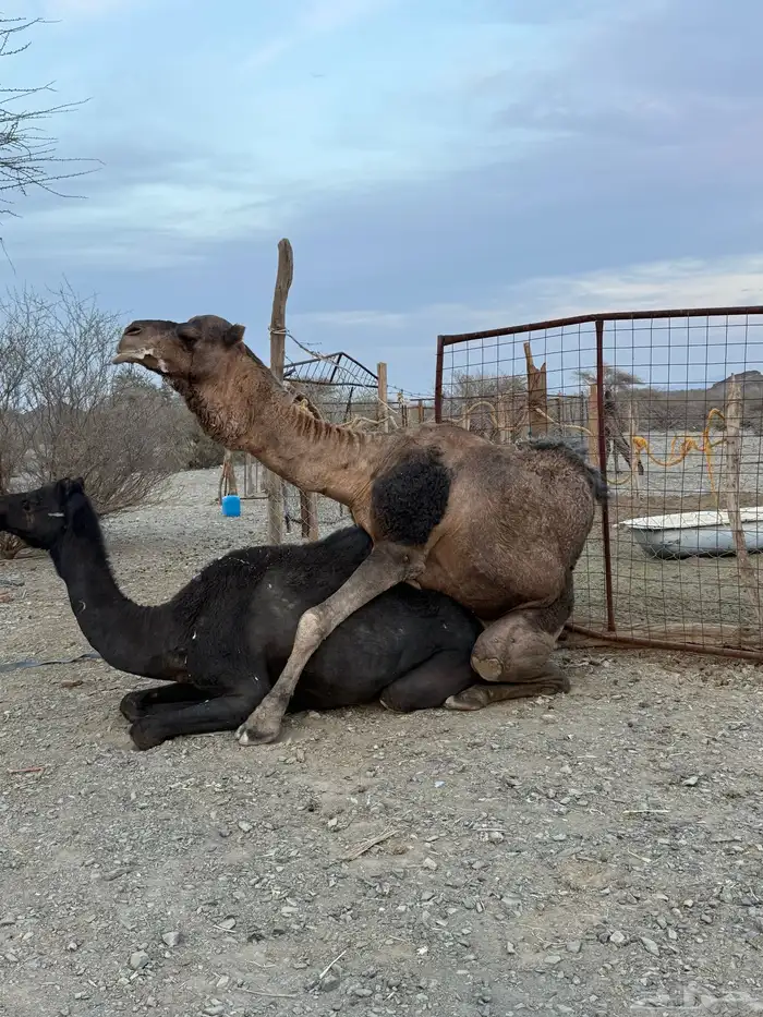 للبيع بعير حمر جرم كايف ضراب وعشار 23