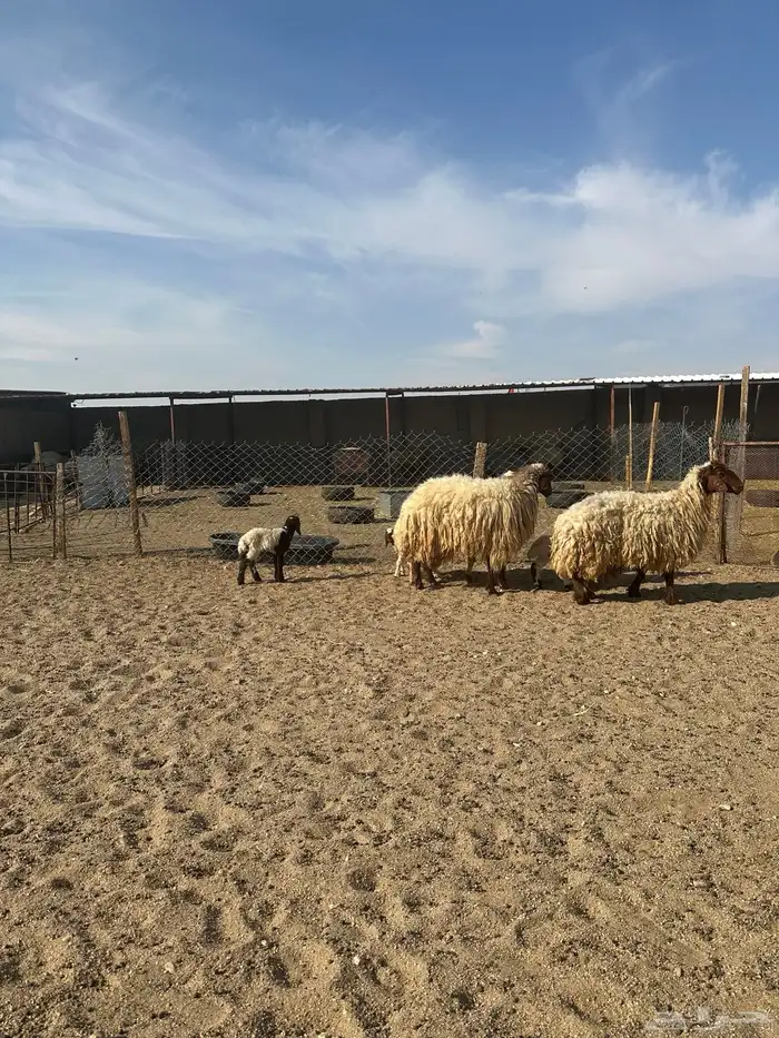 مطافيل انعيم طيبه اللبييع 3