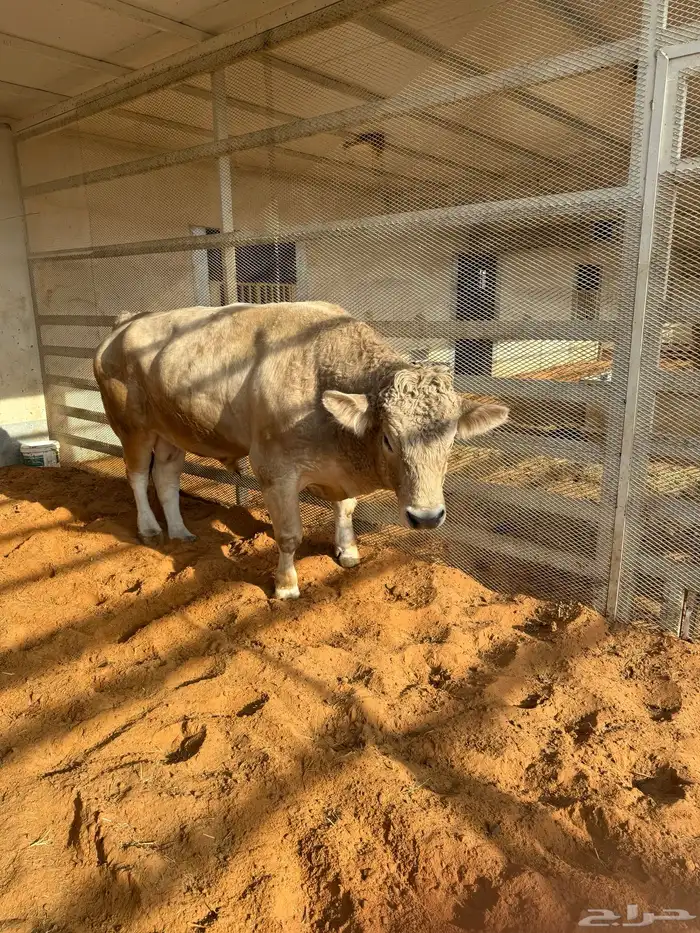 ثور الماني عمر فوق 4 سنوات 0