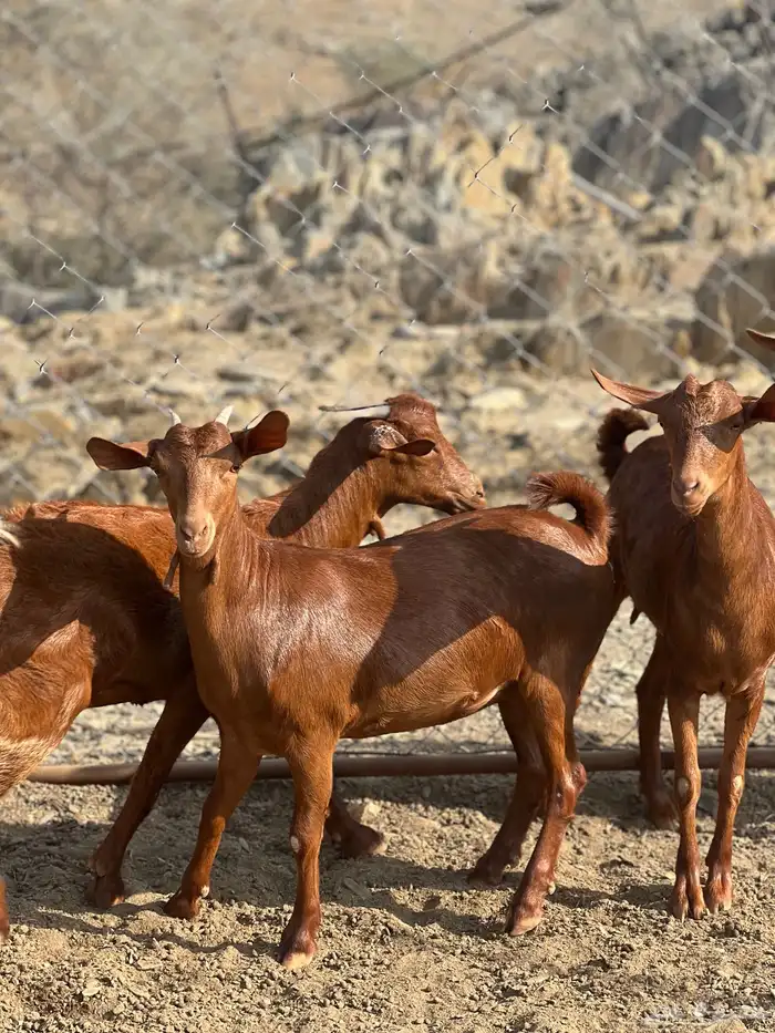 جفار دهم تأسيس مراح 6