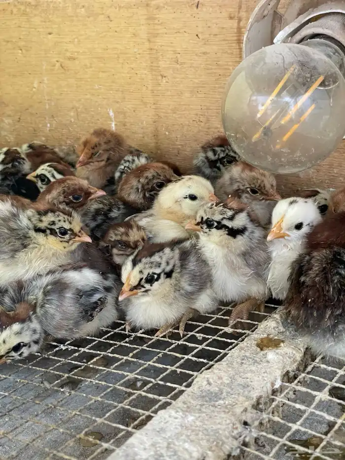 صوص بلدي فيومي شبابي احجام 4