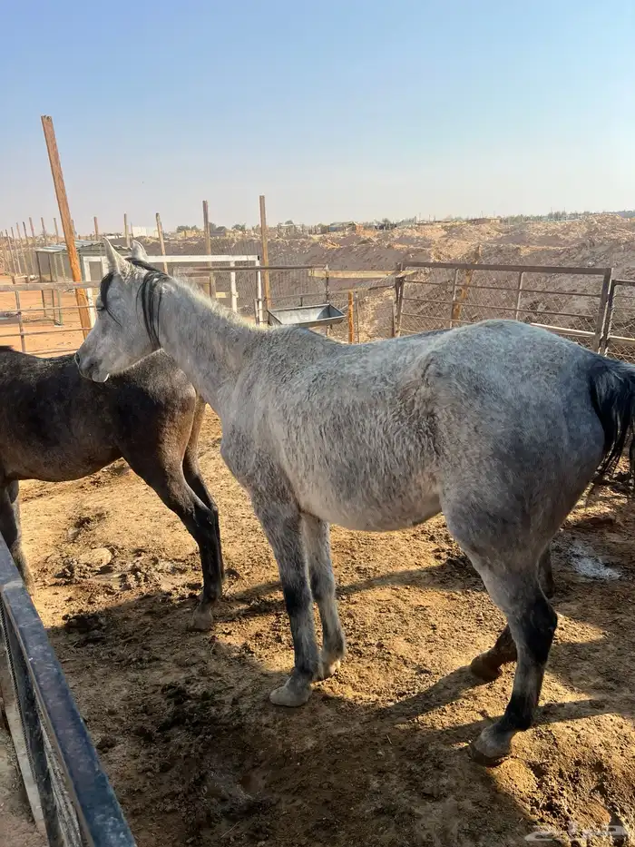 فرس شعبية ومهر 1