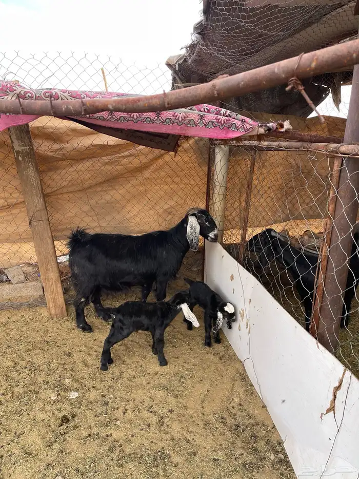 عنز عارضيه متوم للبيع 0