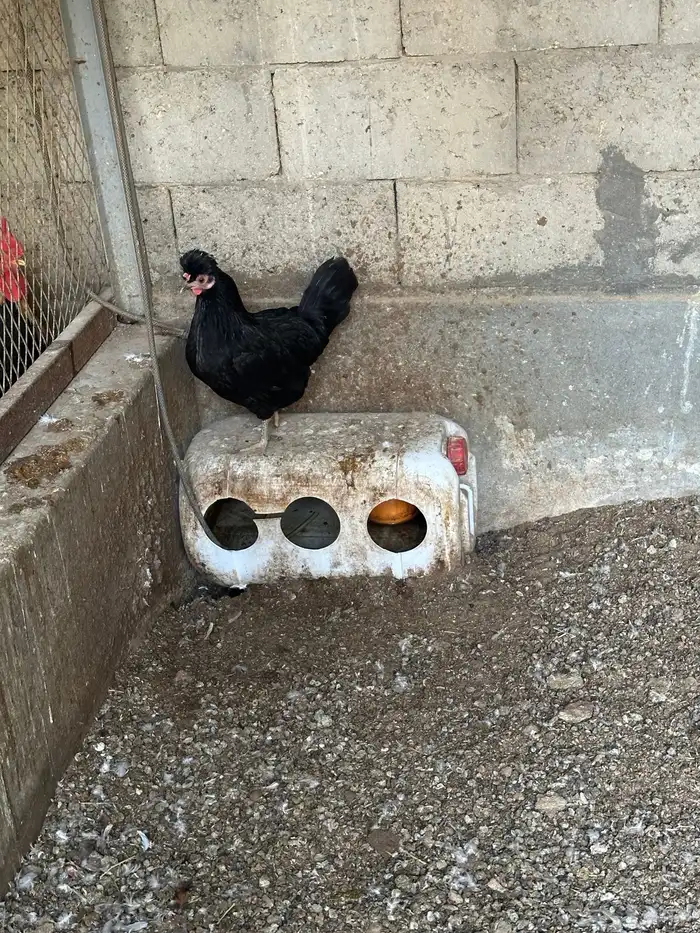 دجاج ترثه صك سود وعرف اسود طقم 2