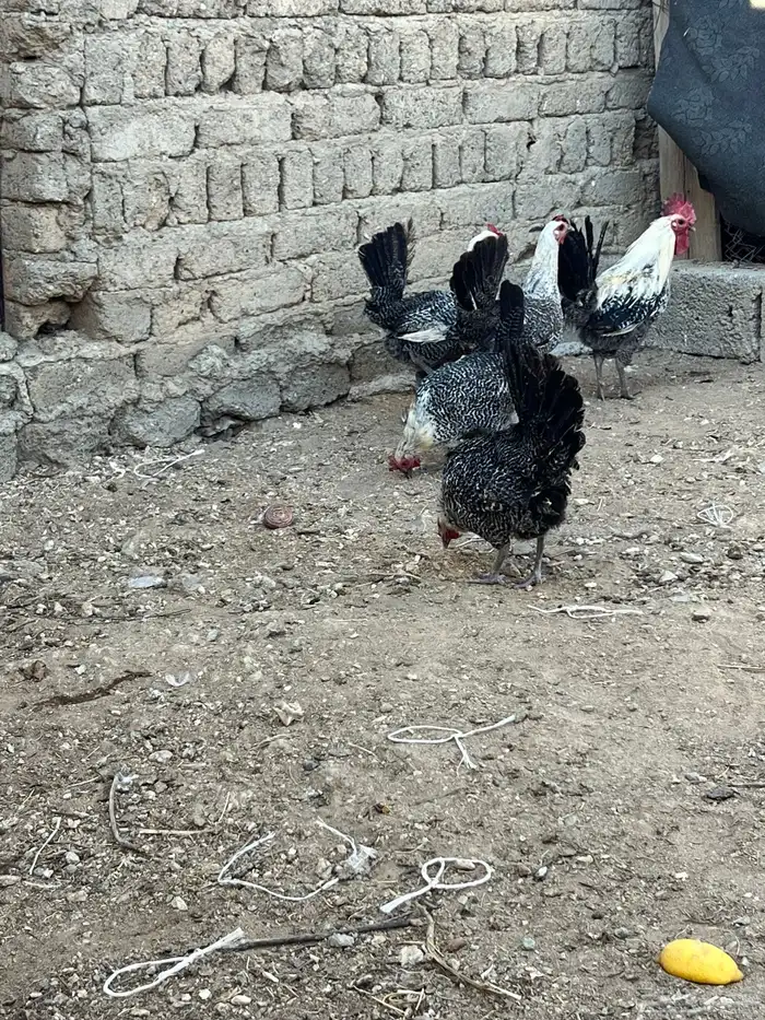 دجاج فيومي أصلي 5