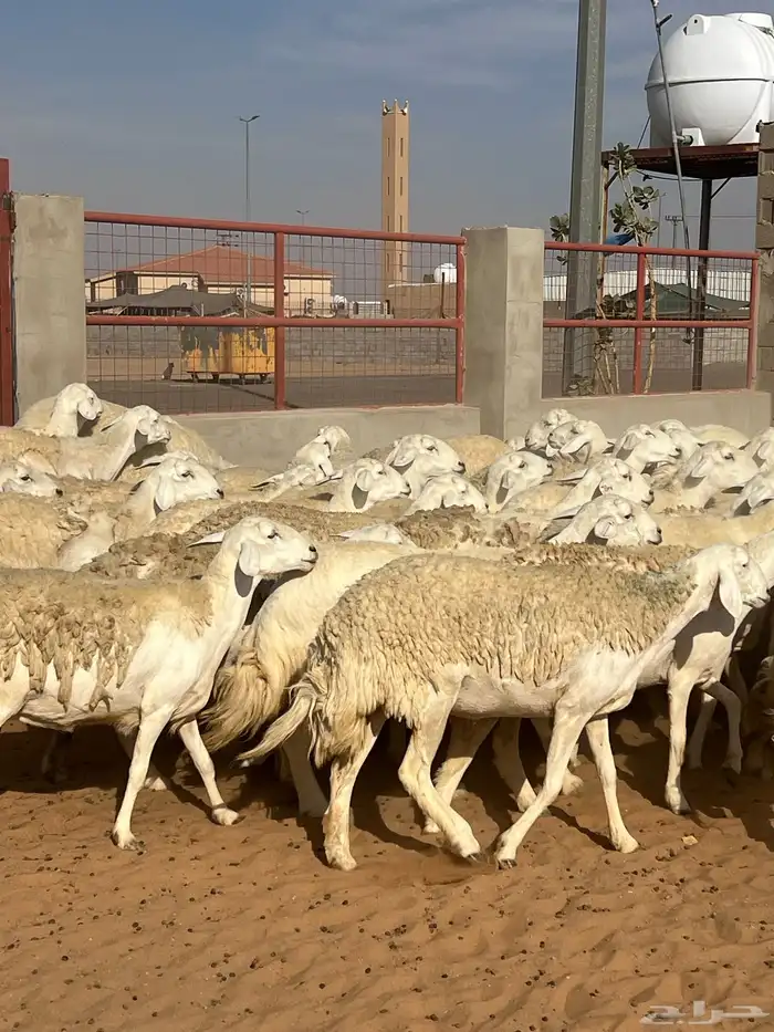 حريات صنف الصنف مراح متعوب عليه 33