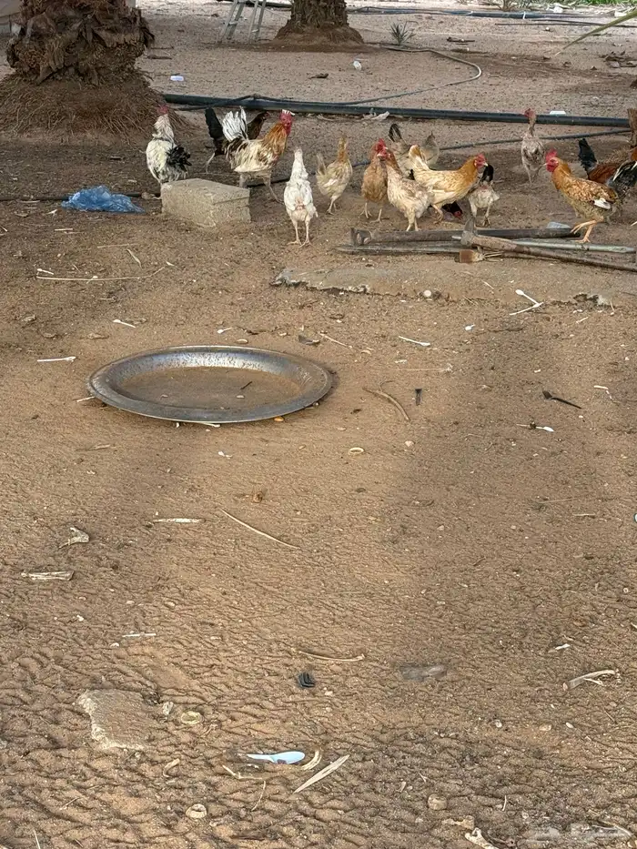 دجاج بلدي بياض 0