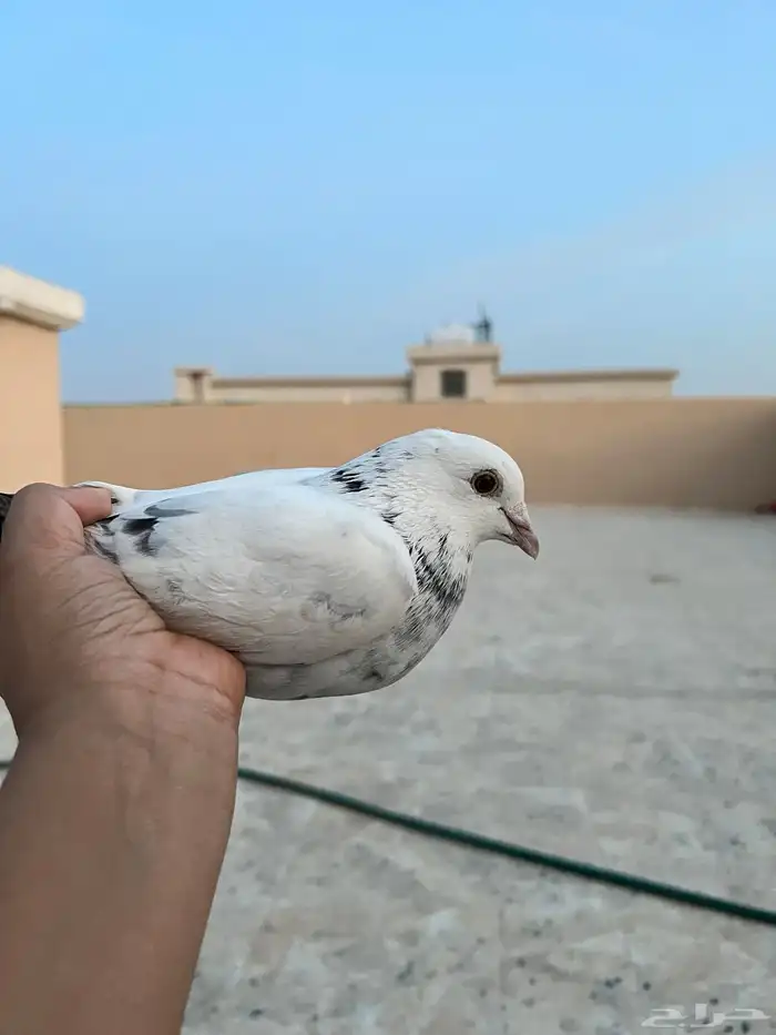 حمامه بكستانية و سمان للبيع النوع أنثى الاثنين 4