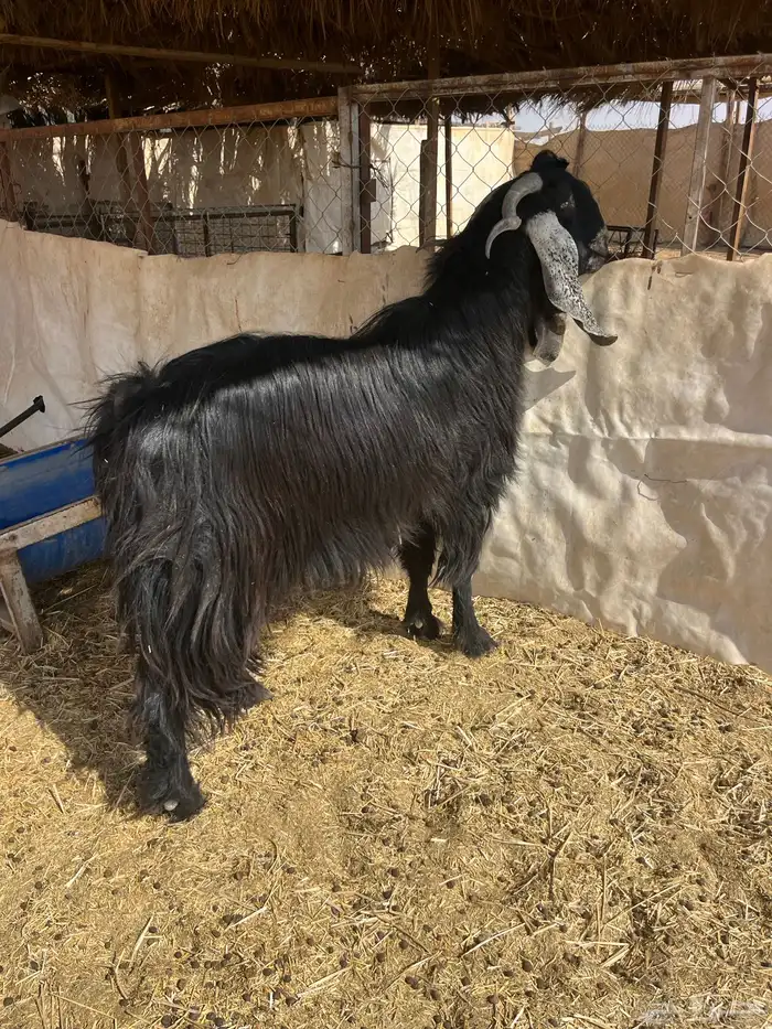 تيس فحل عارضي رباع 7