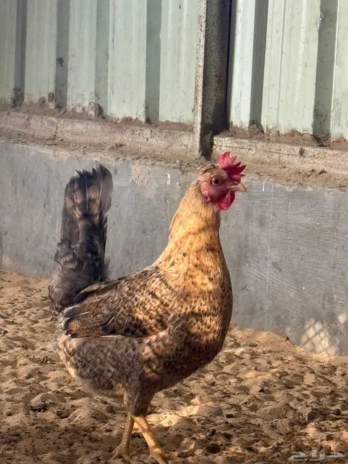 للبيع دجاج 0