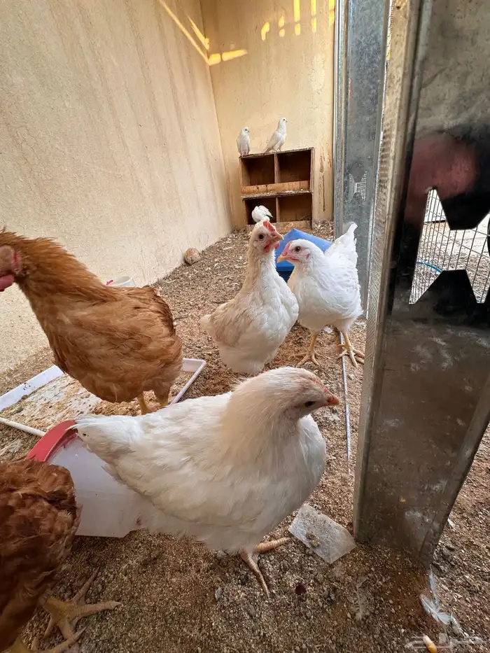 ديوك لوهمان عدد خمسه او سته بيور 0