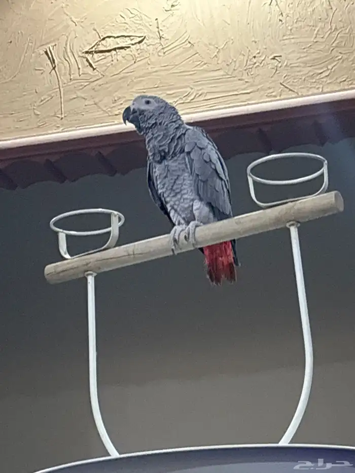 ببغاء كاسكو 1