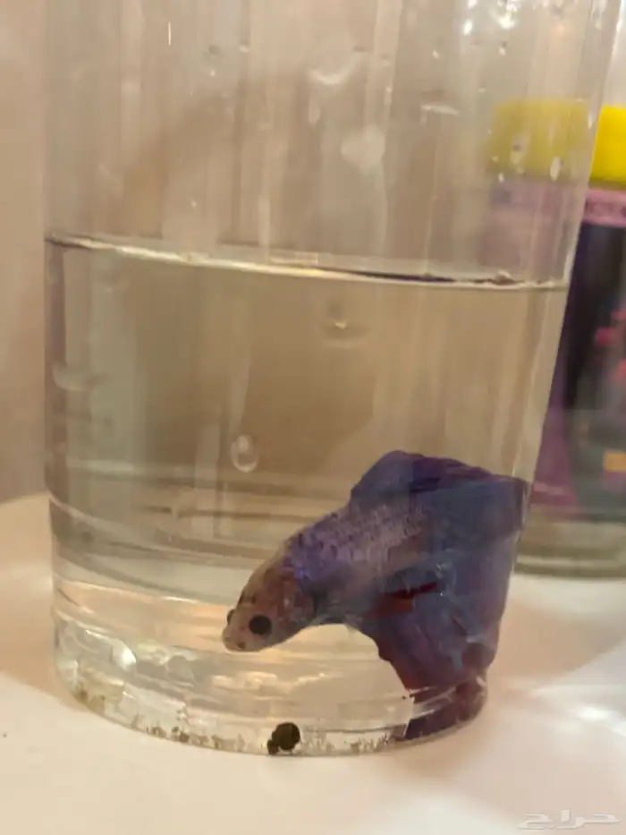 اسماك الفايتر 13