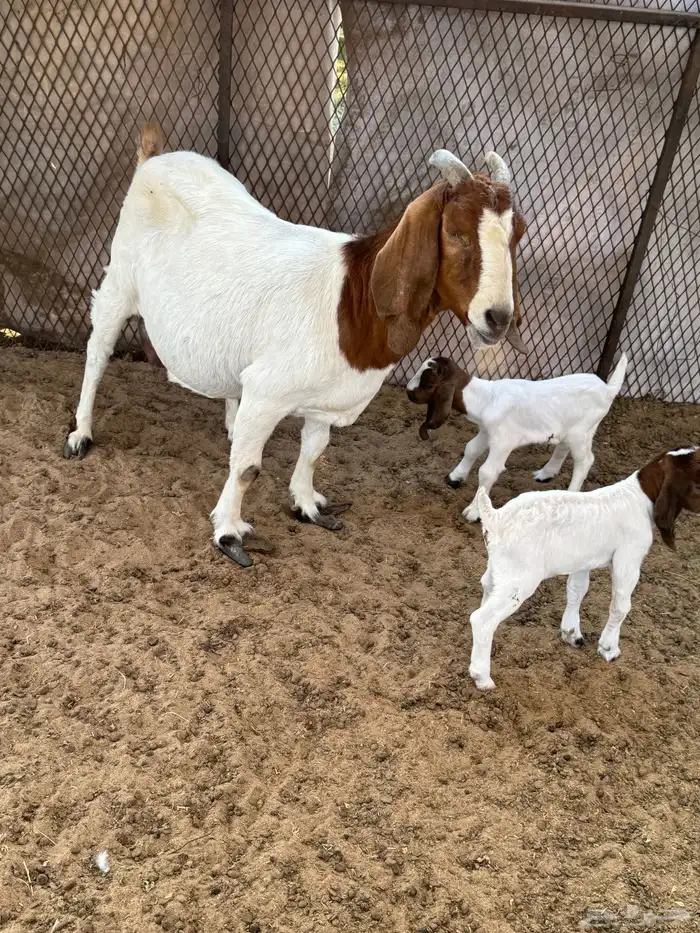 عنز بورقوت تحتها اثنين تيوس دم صافي 3