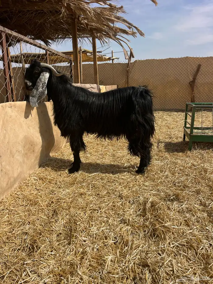 تيس فحل عارضي رباع 6