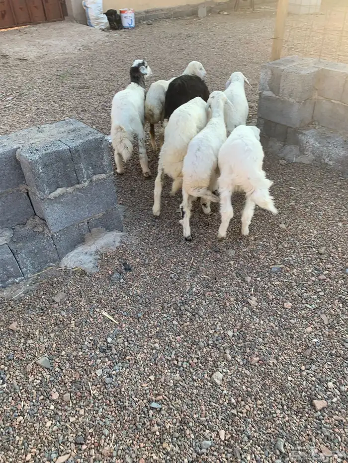 طليان ورخال 1