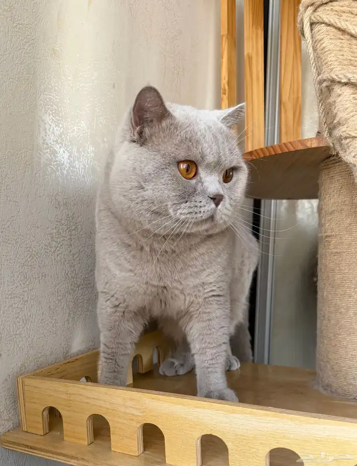 ذكر برتش ليلك مسجل ( للبيع ) 2