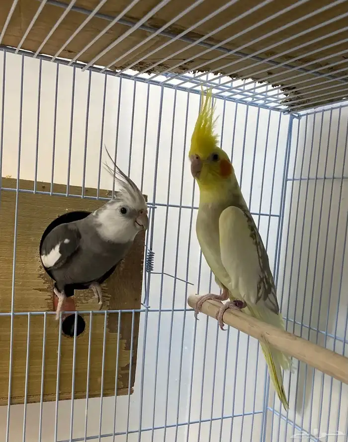 للبيع ازواج كروان منتجه 8