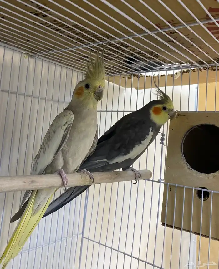 للبيع ازواج كروان منتجه 3