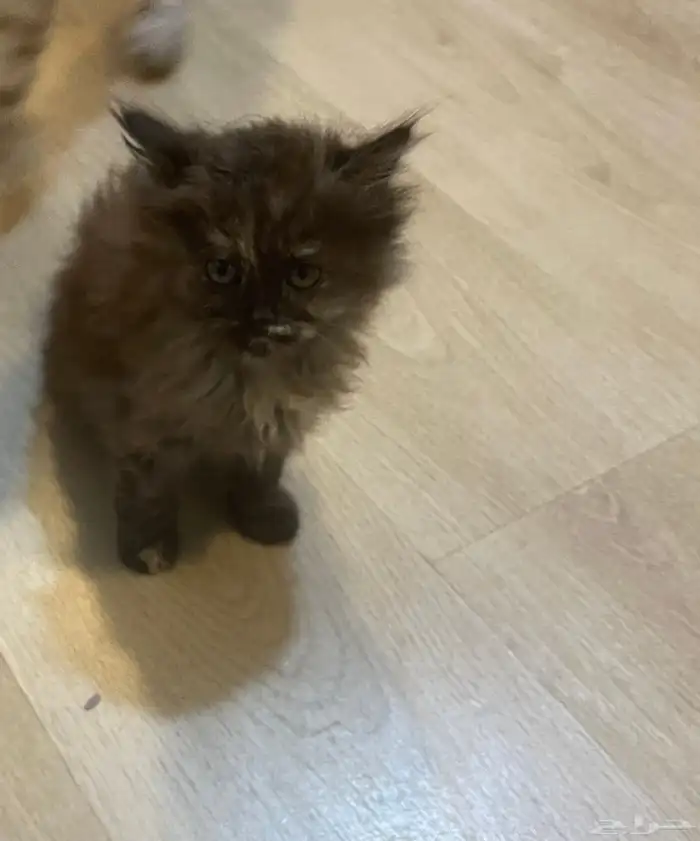 6 قطط للبيع 4