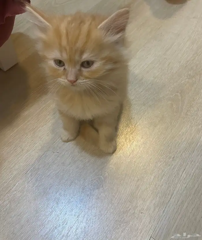 6 قطط للبيع 2