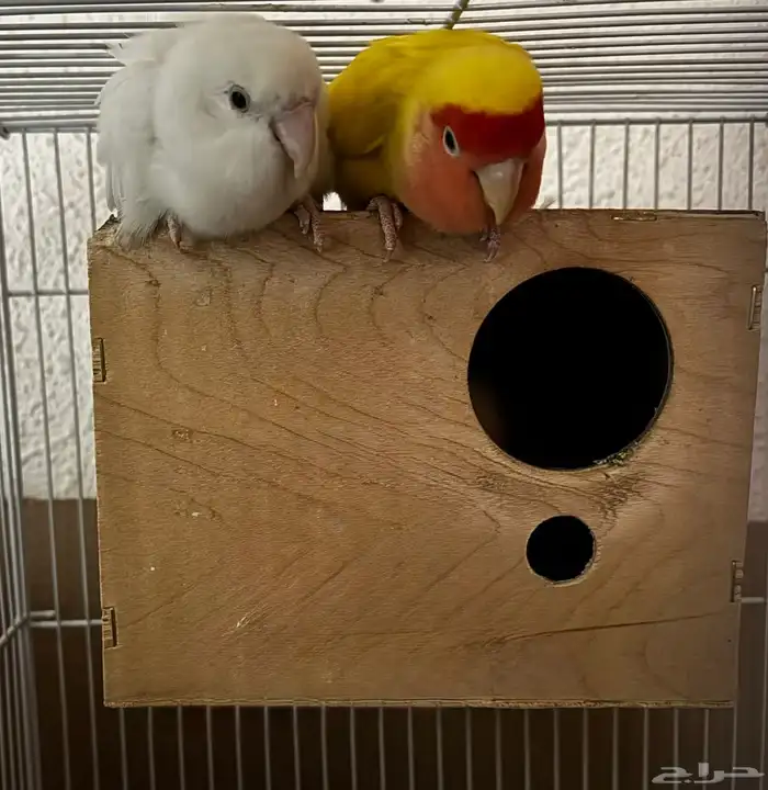 طيور الروز 1