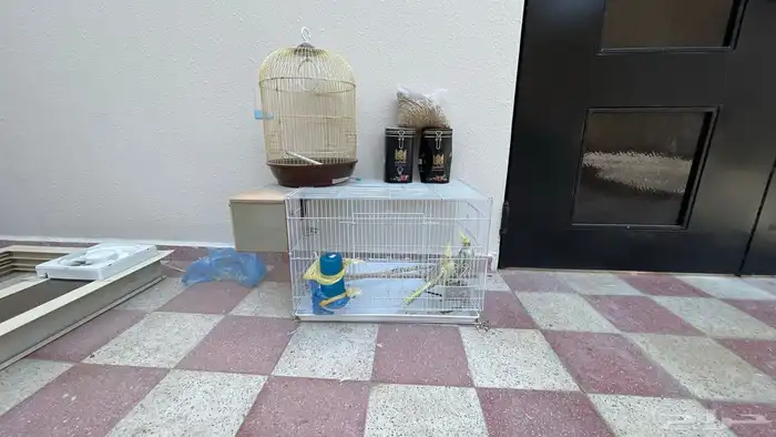 كروان ذكر وأنثى كامله مع أغراضها للبيع 1