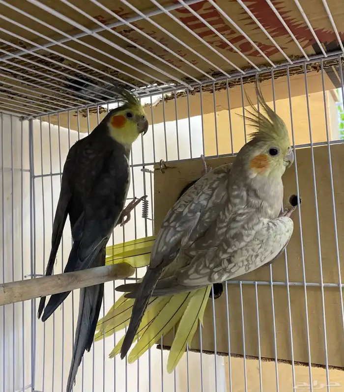 للبيع ازواج كروان منتجه 0