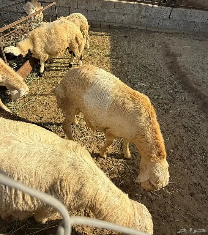 خرفان البيع في العيدابي بلدي 4