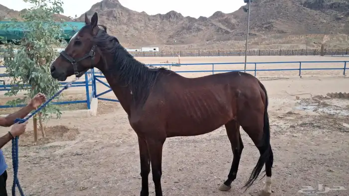 حصان إنجليزي 0