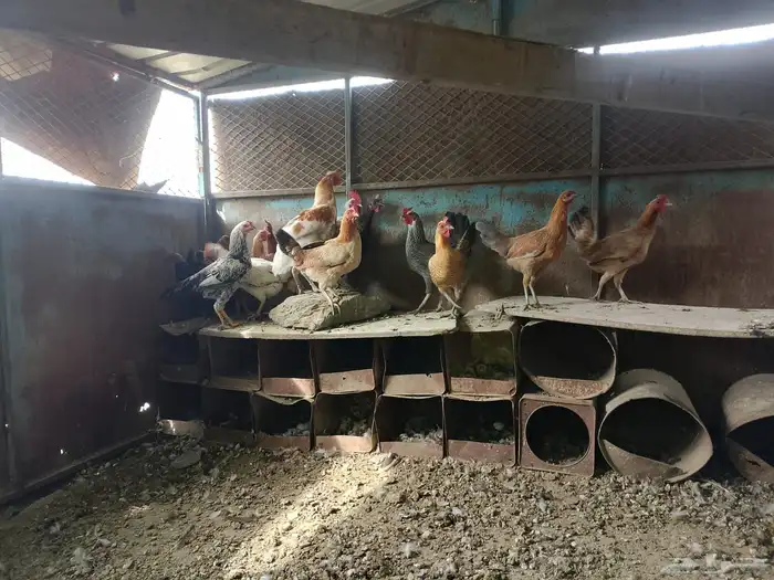 دجاج بلدي صحه ونظافه ماشاءالله 4