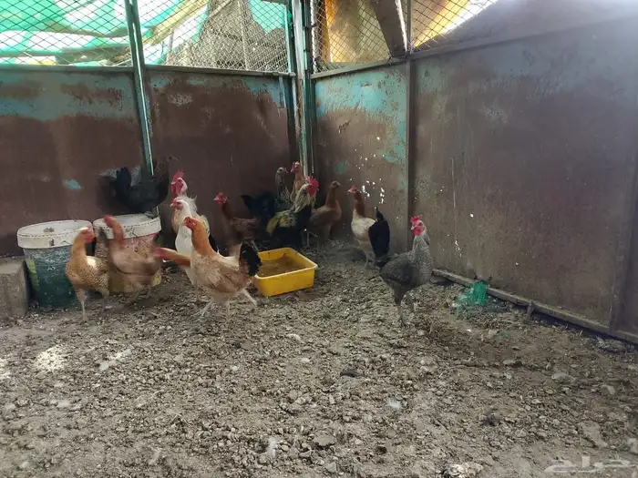 دجاج بلدي صحه ونظافه ماشاءالله 3