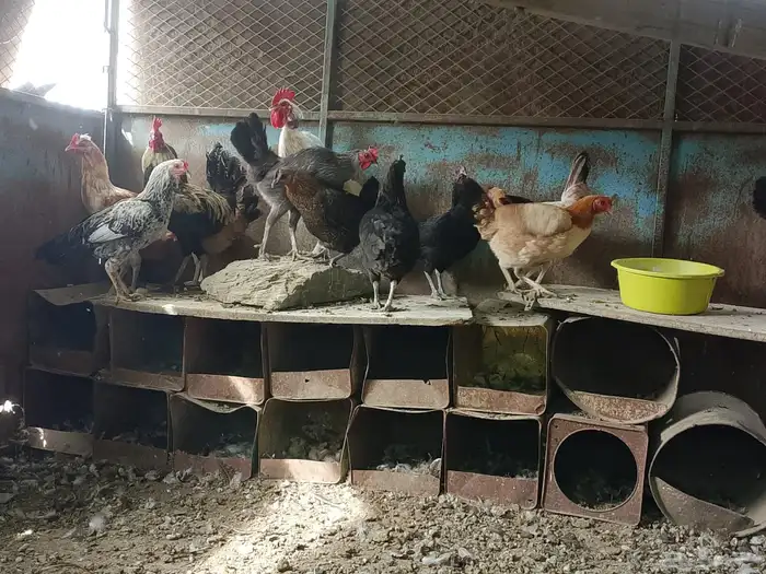 دجاج بلدي صحه ونظافه ماشاءالله 1