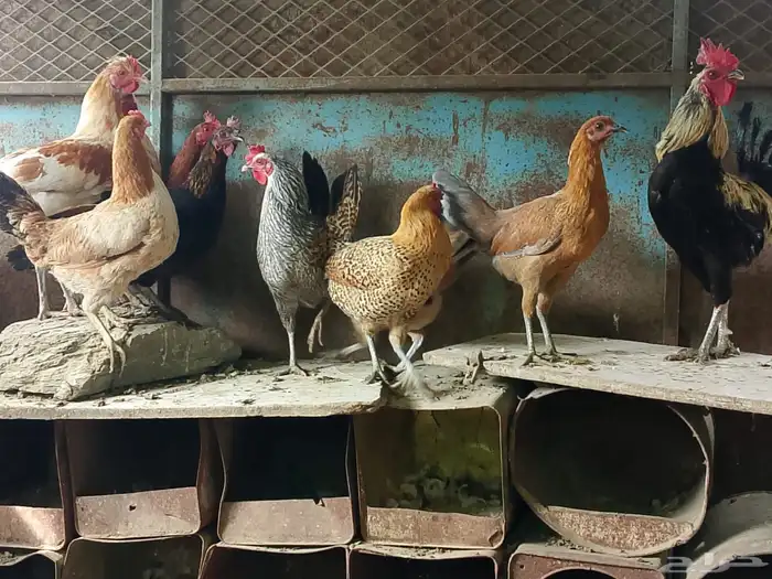 دجاج بلدي صحه ونظافه ماشاءالله 0
