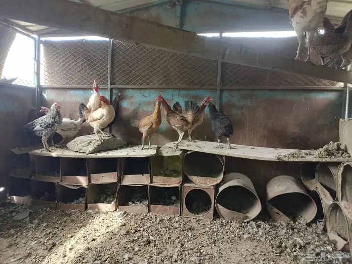 دجاج بلدي صحه ونظافه ماشاءالله 5