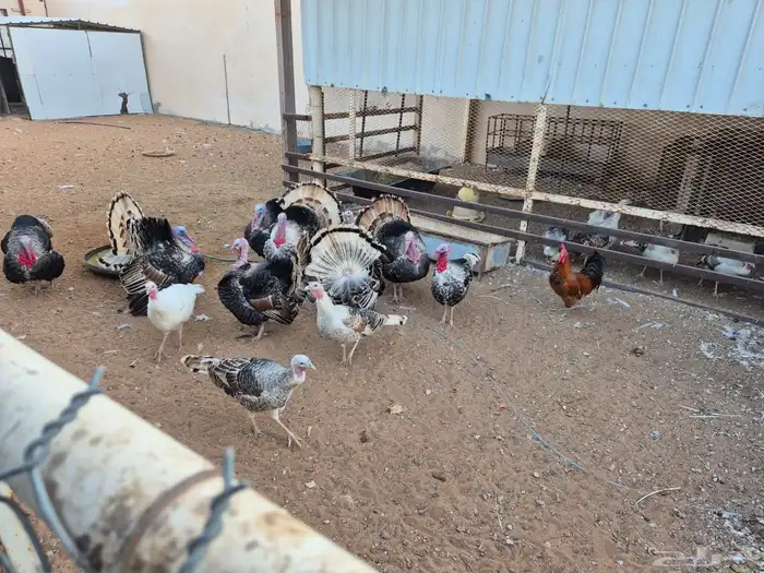 روميات للبيع 0