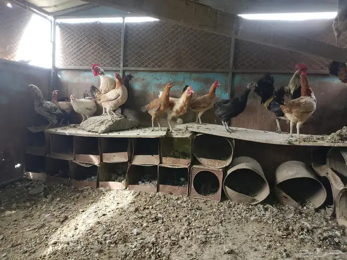 دجاج بلدي صحه ونظافه ماشاءالله 2